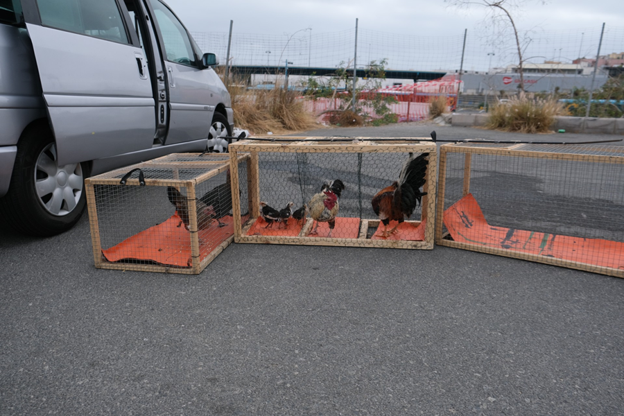 El Ayuntamiento prosigue las labores de desratización en La Paterna tras retirar 107 aves y aplicar nuevos cebos