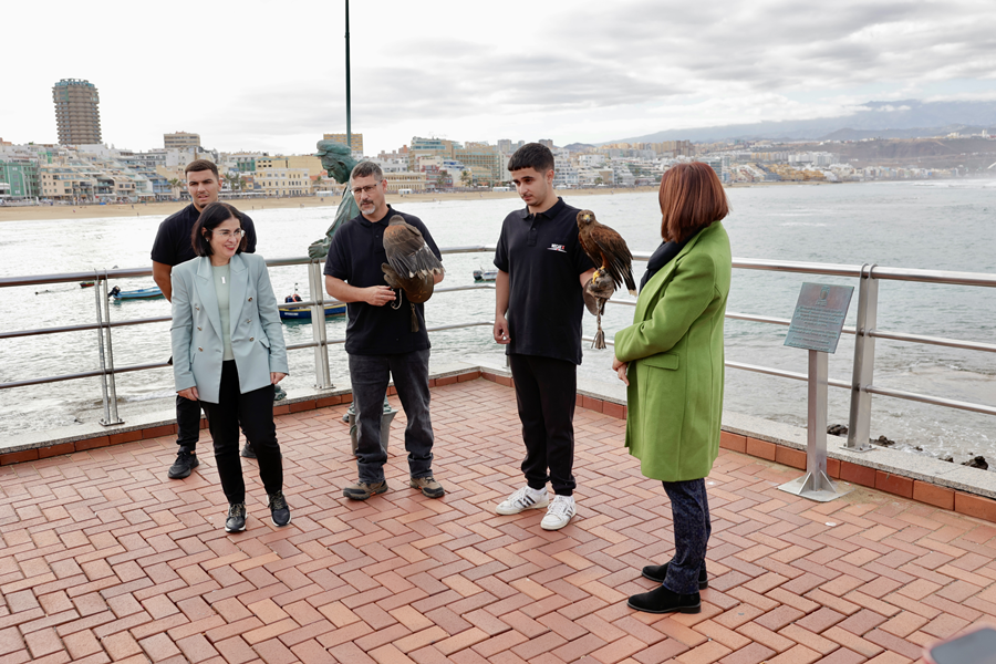 El Ayuntamiento reduce la presencia de palomas con el sistema de cetrería implantado desde diciembre