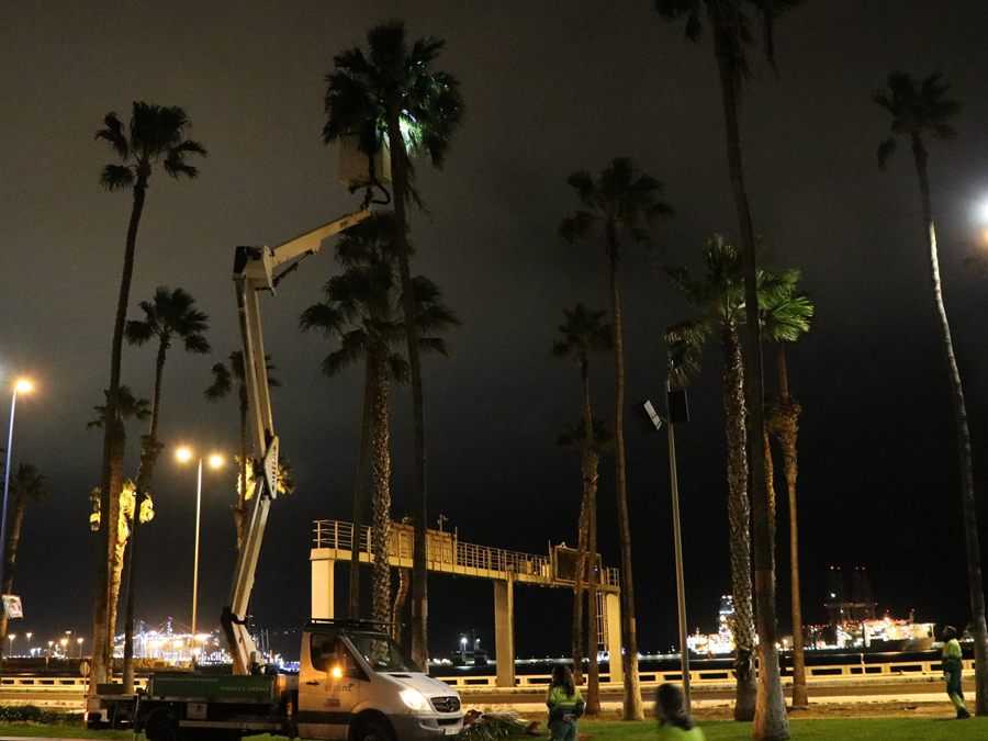 Parques y Jardines finaliza sus intervenciones en la mediana de la Avenida Marítima
