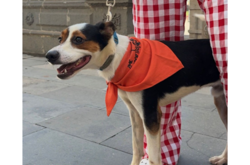 Las Palmas de Gran Canaria refuerza el bienestar animal con 380 esterilizaciones felinas y 33 adopciones en el primer trimestre de 2026