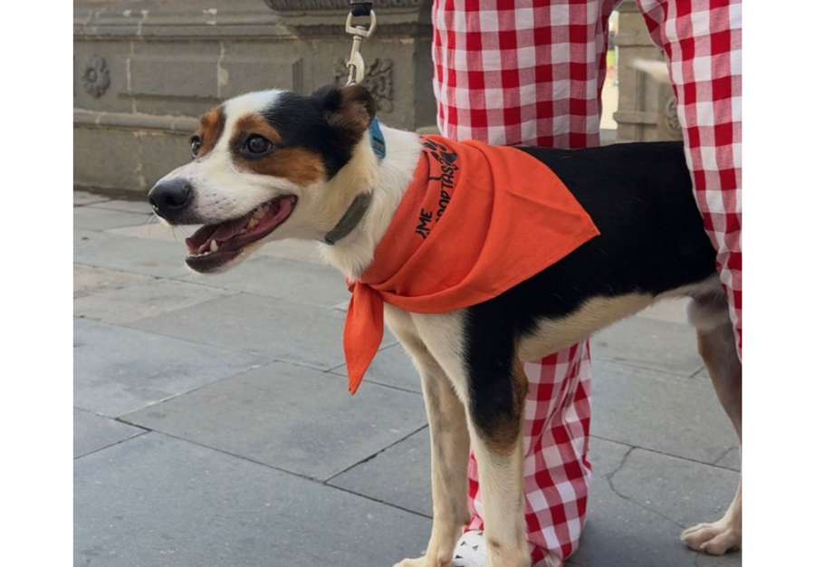 Las Palmas de Gran Canaria refuerza el bienestar animal con 380 esterilizaciones felinas y 33 adopciones en el primer trimestre de 2026