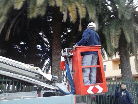 140314 Prevencion de Palmeras gr.jpg