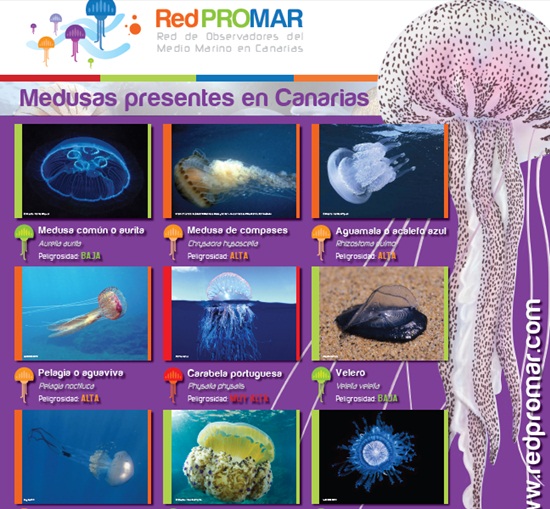 140516 Medusas Canarias gr.jpg