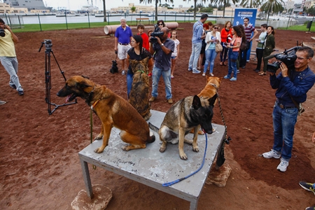140704 Perros Int.jpg