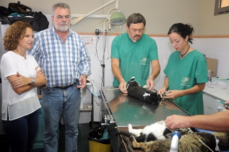 141027 Esterilizacion gatos Int.jpg