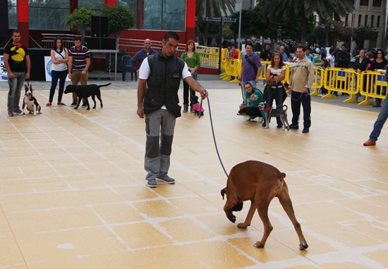 141128 Obediencia canina gr.jpg